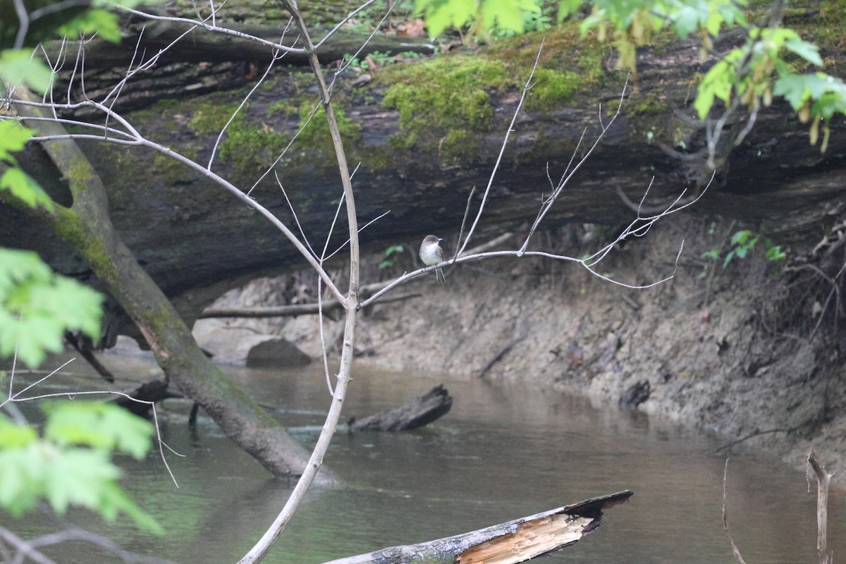 Eastern Phoebe - ML571506971