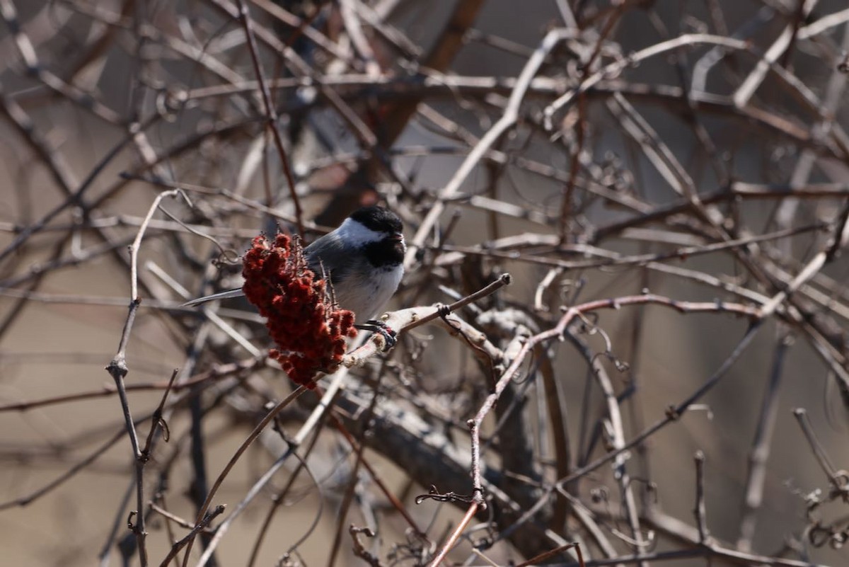 Black-capped Chickadee - Jeff Vissers