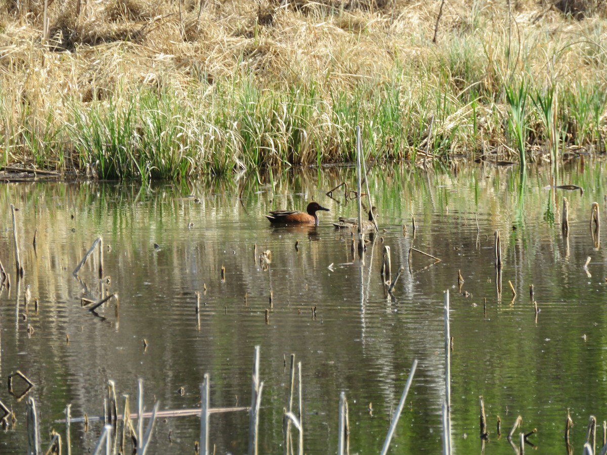 Cinnamon Teal - ML571507501