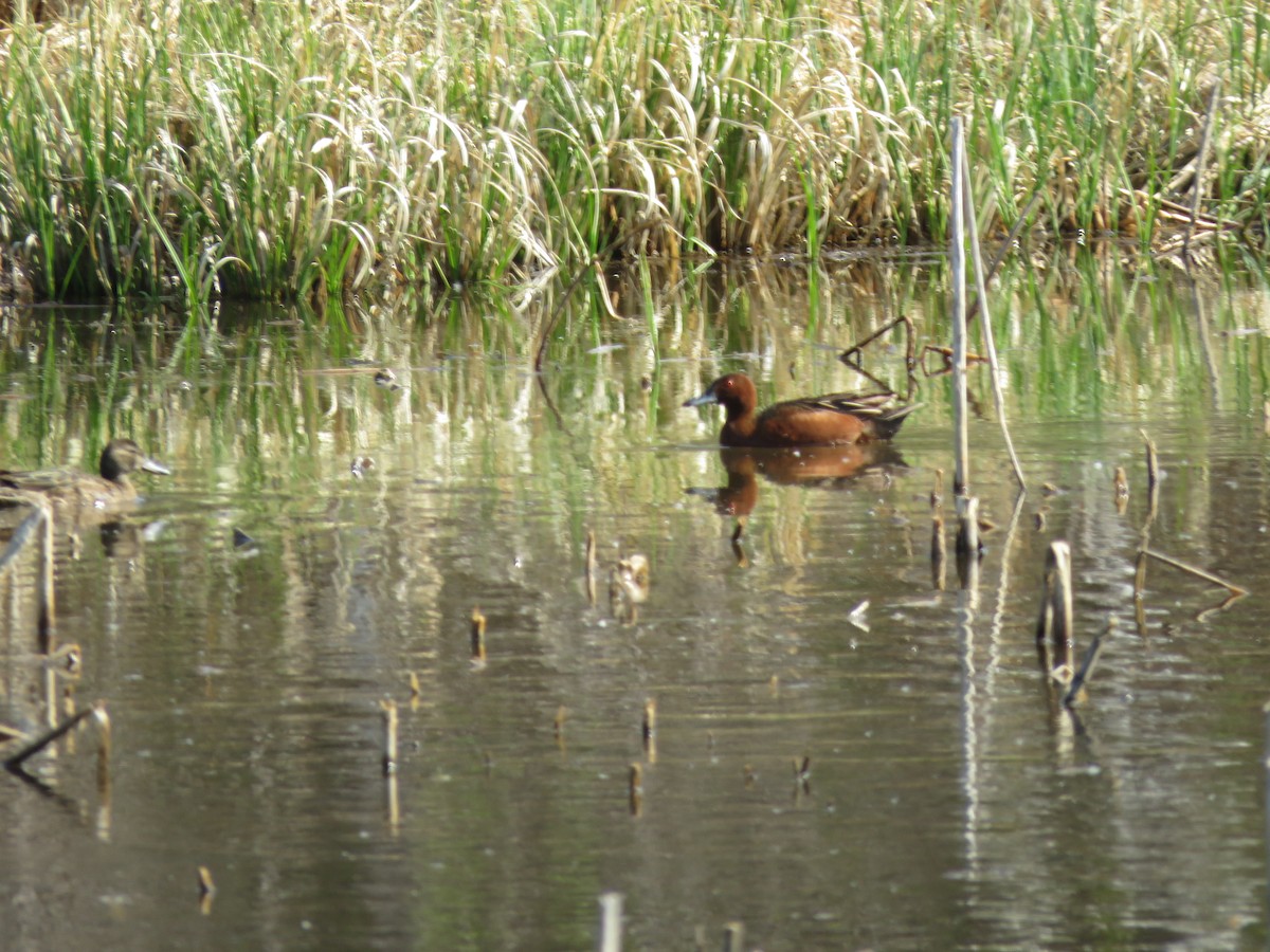 Cinnamon Teal - ML571507521