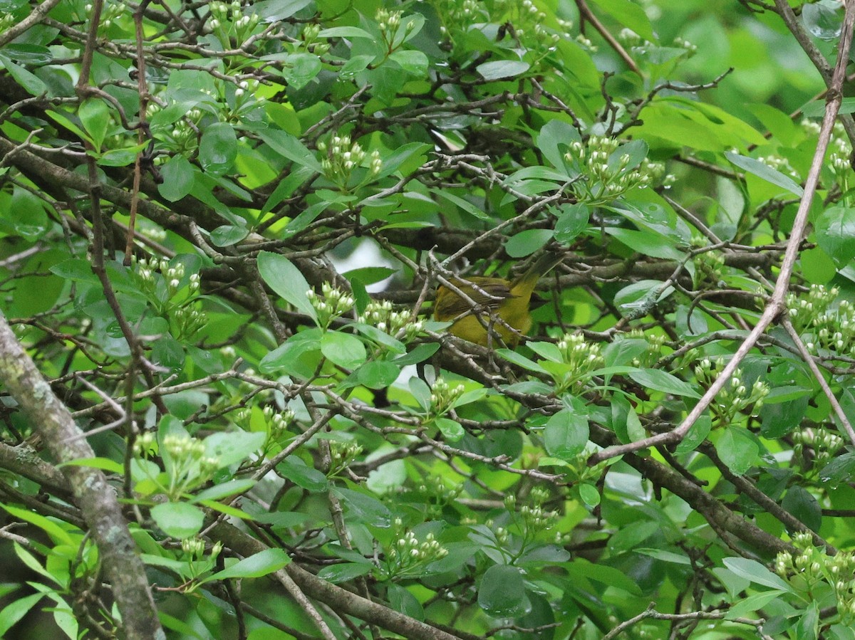 Wilson's Warbler - ML571507571