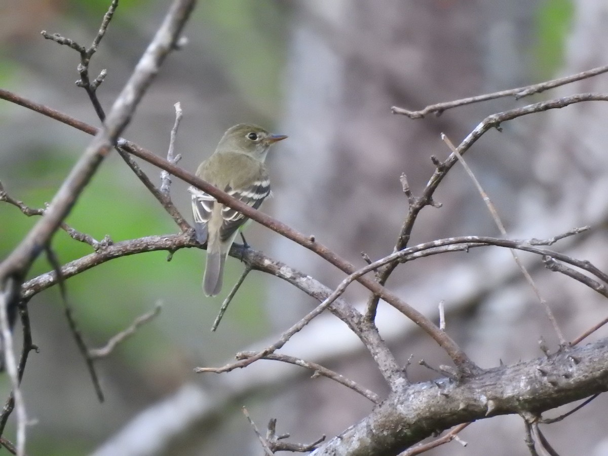 Alder Flycatcher - ML571507581