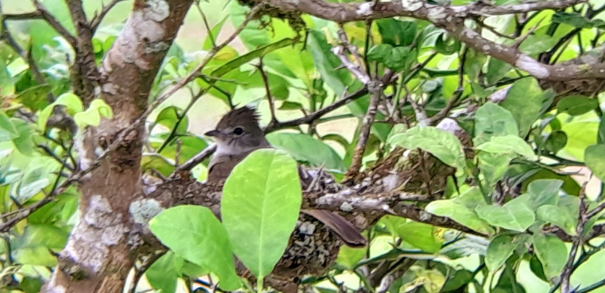 Yellow-bellied Elaenia - ML571507631