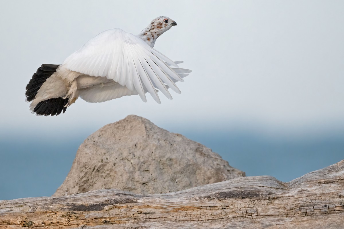 Moorschneehuhn - ML571508181