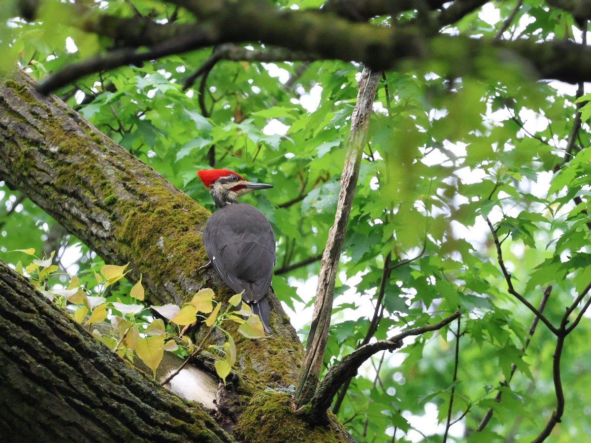 Pileated Woodpecker - ML571508281