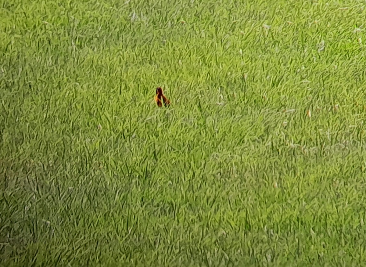 ムネアカマキバドリ - ML571508411