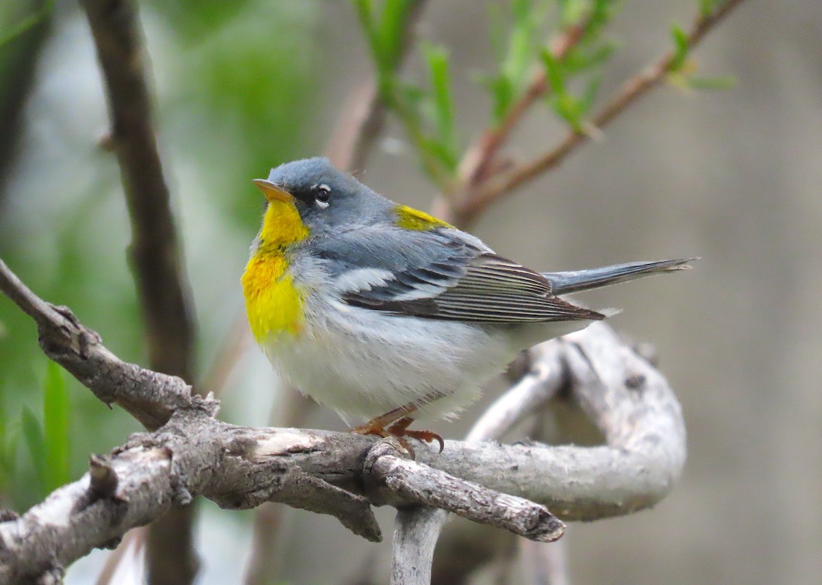 Northern Parula - ML571508541