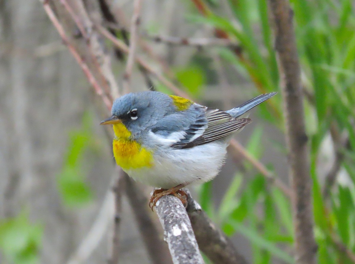 Northern Parula - ML571508691