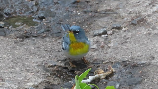 Northern Parula - ML571508791