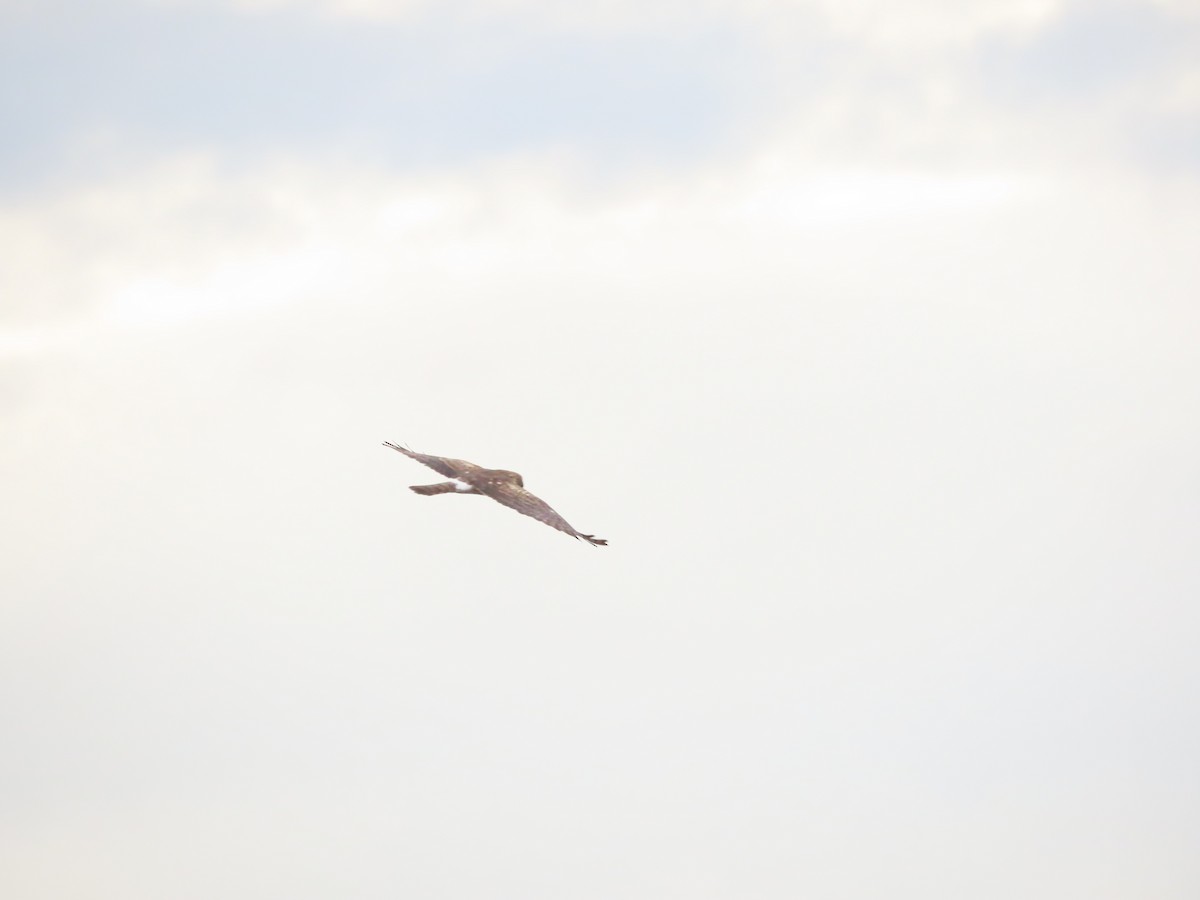 Northern Harrier - ML571508821