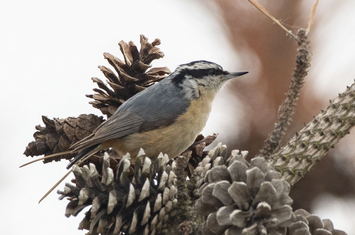 Red-breasted Nuthatch - ML571508831