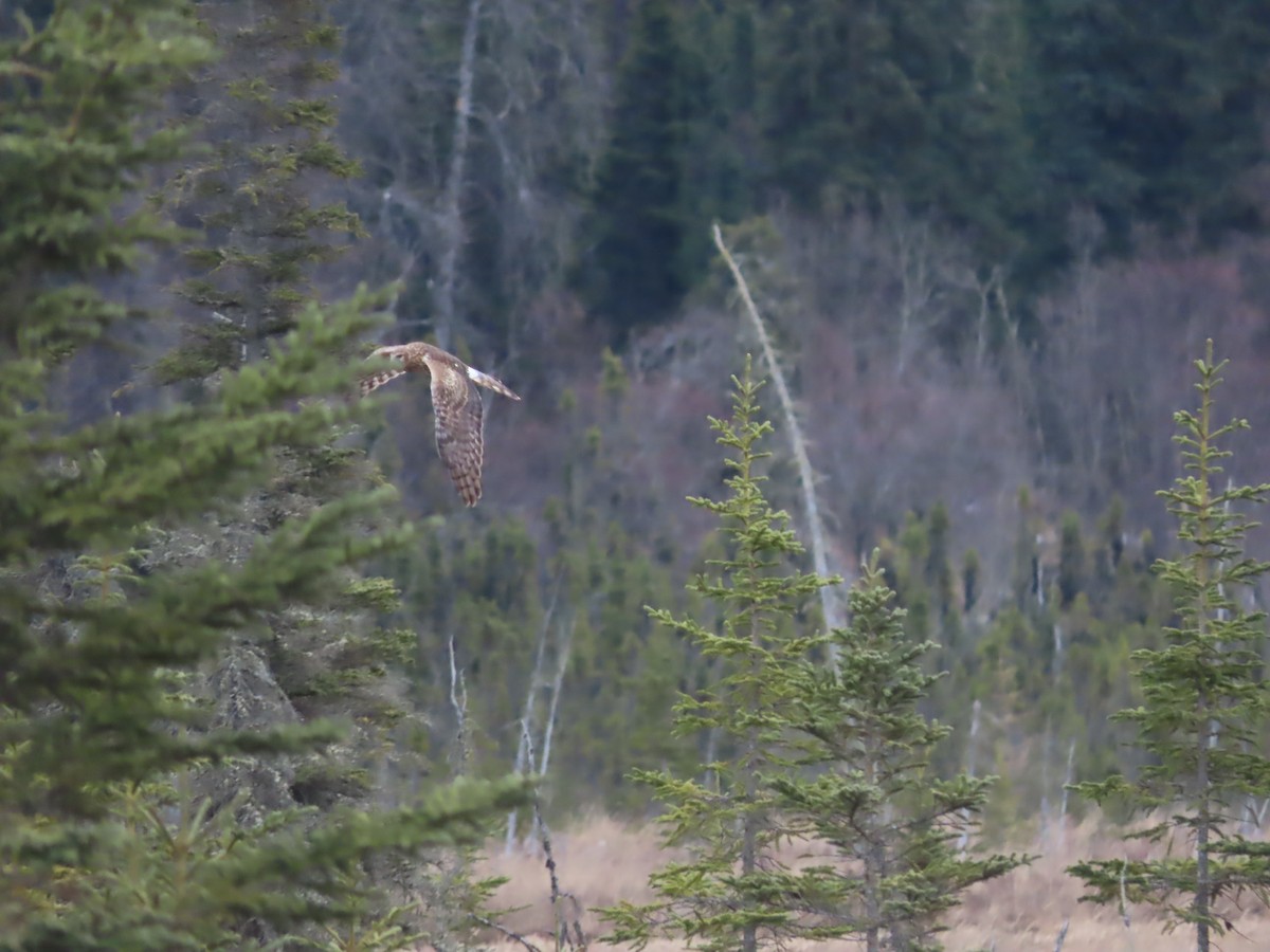 Northern Harrier - ML571508881