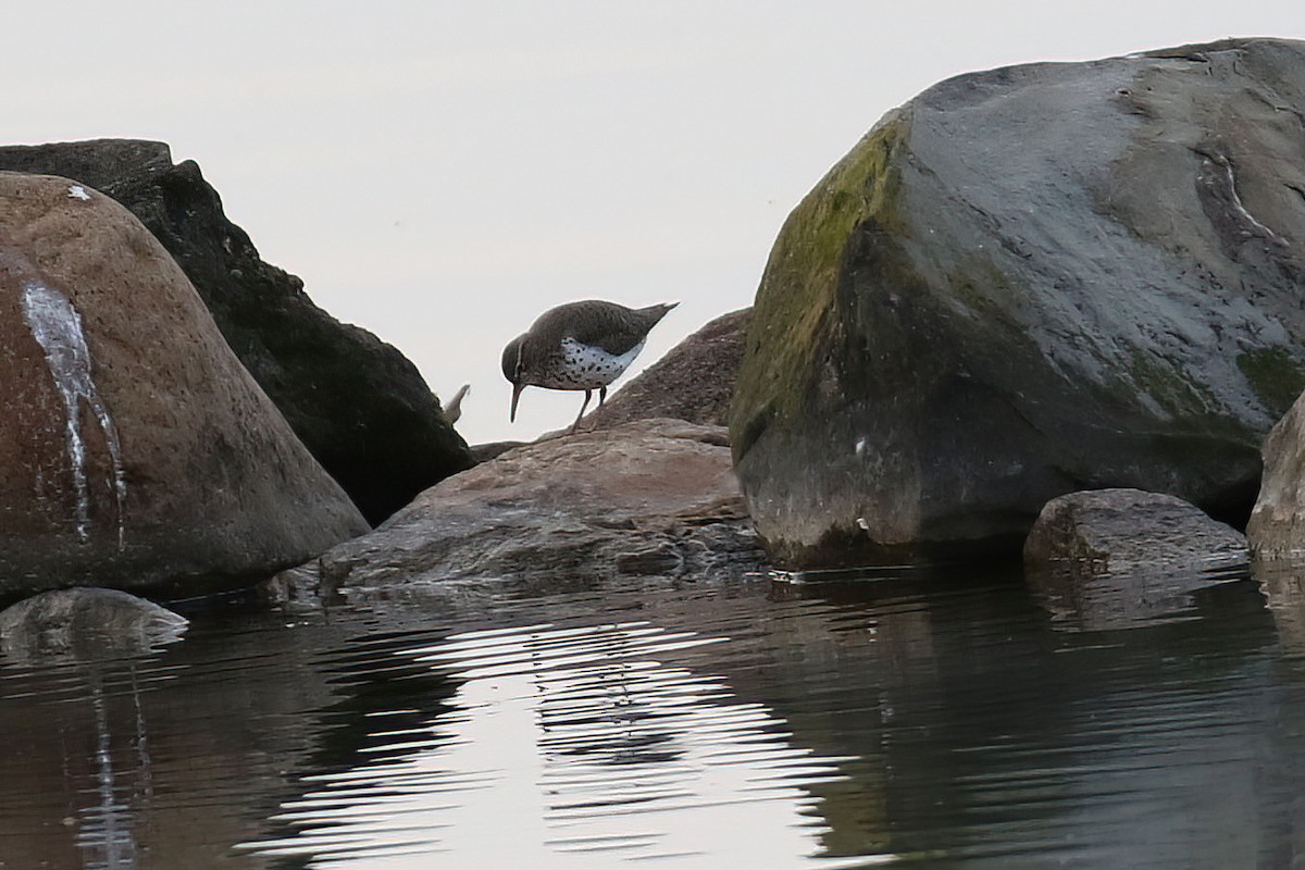 Spotted Sandpiper - ML571510581