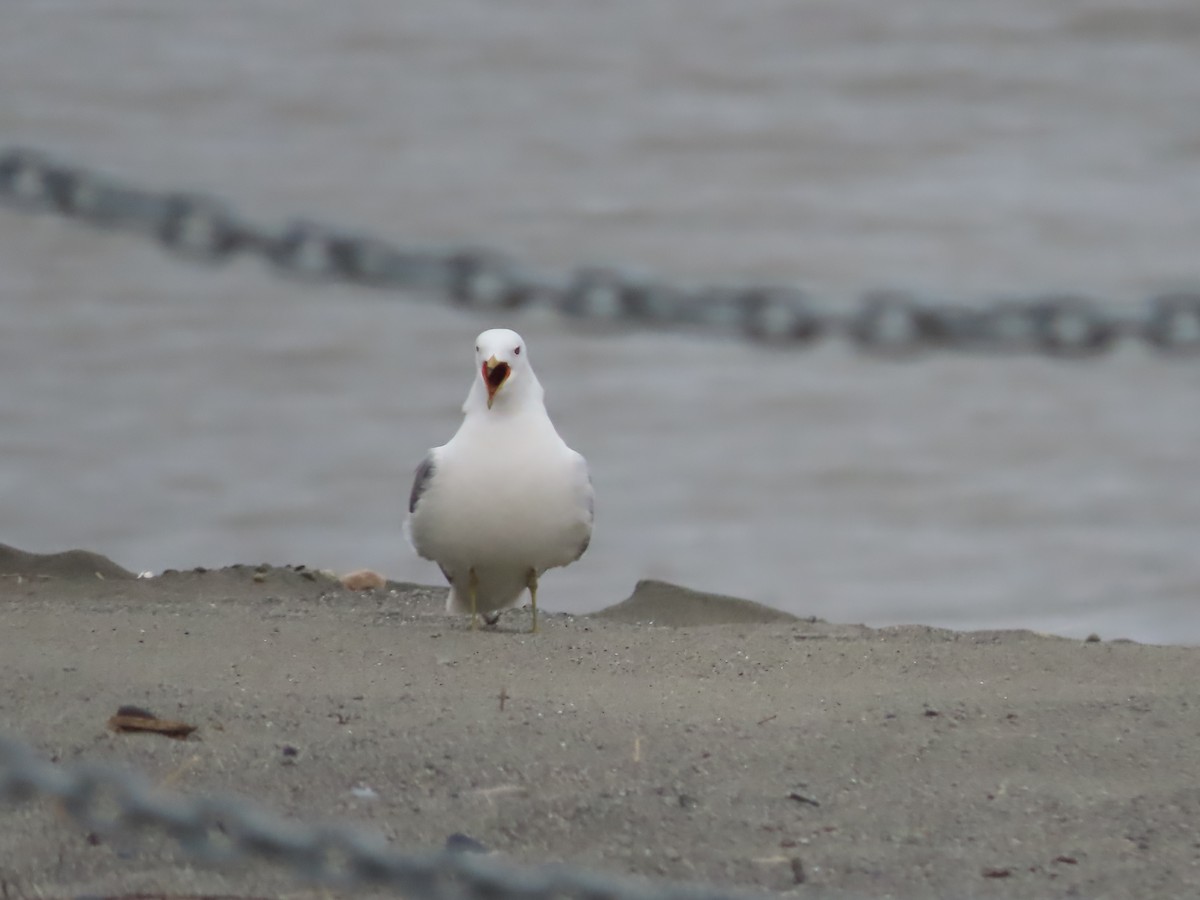 Short-billed Gull - Laura Burke