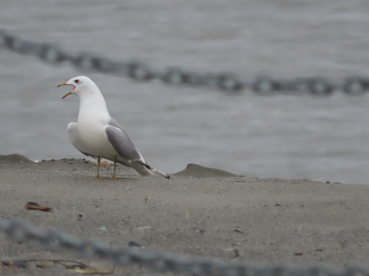 Short-billed Gull - Laura Burke