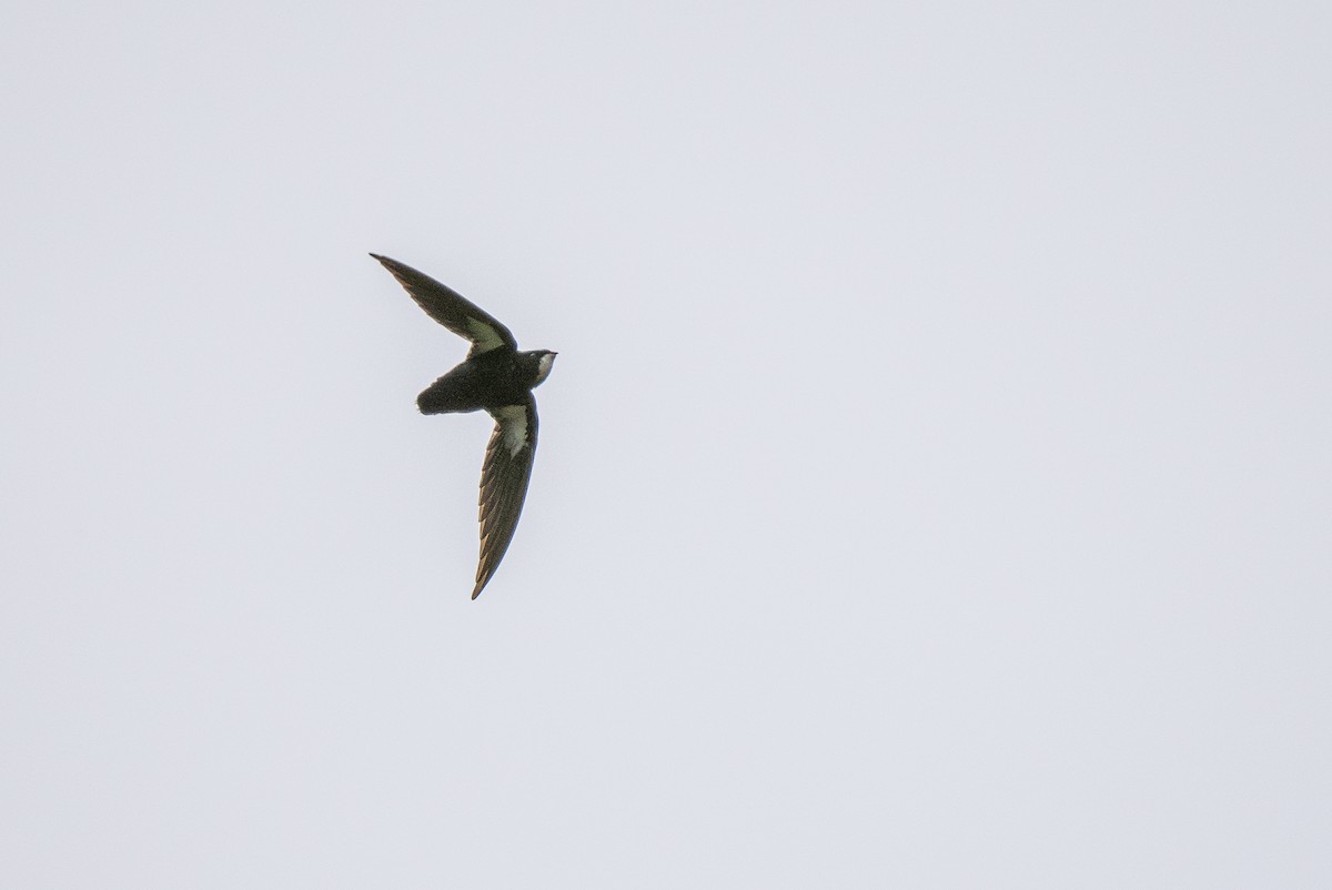 Philippine Spinetail - ML571511371