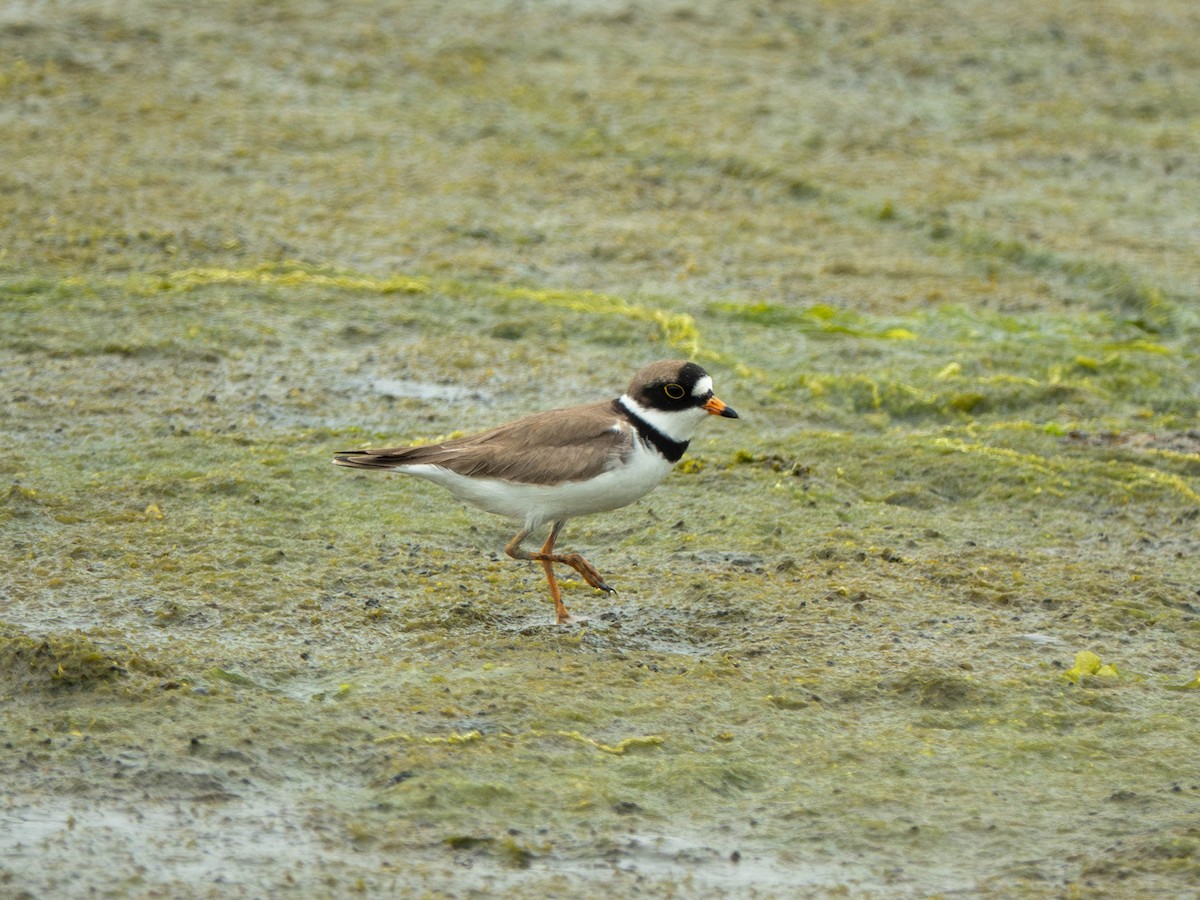 Semipalmated Plover - ML571511471