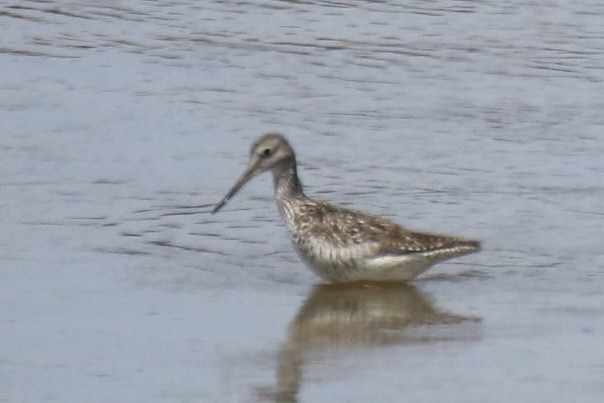 Greater Yellowlegs - ML571511631