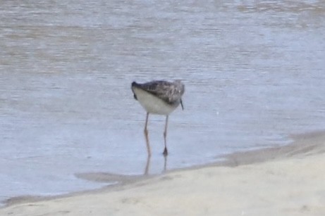 Greater Yellowlegs - ML571511671