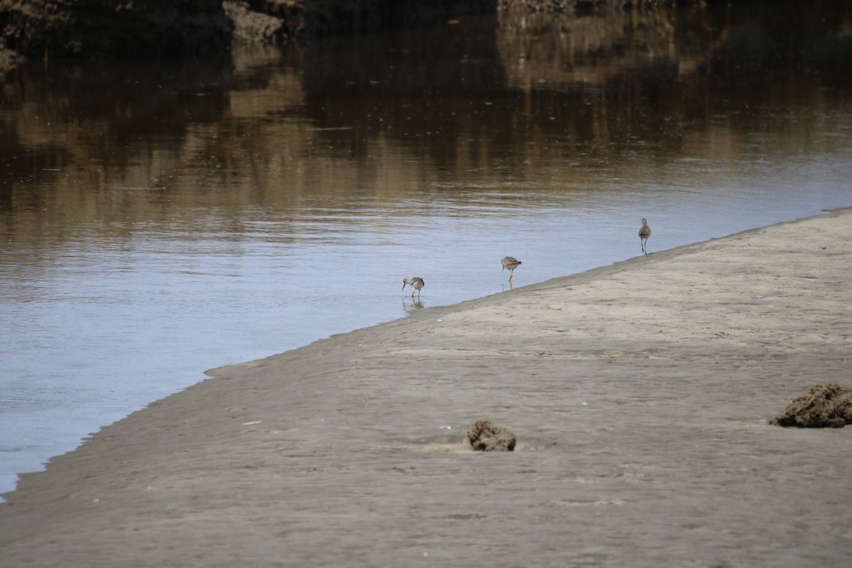 Greater Yellowlegs - ML571511691