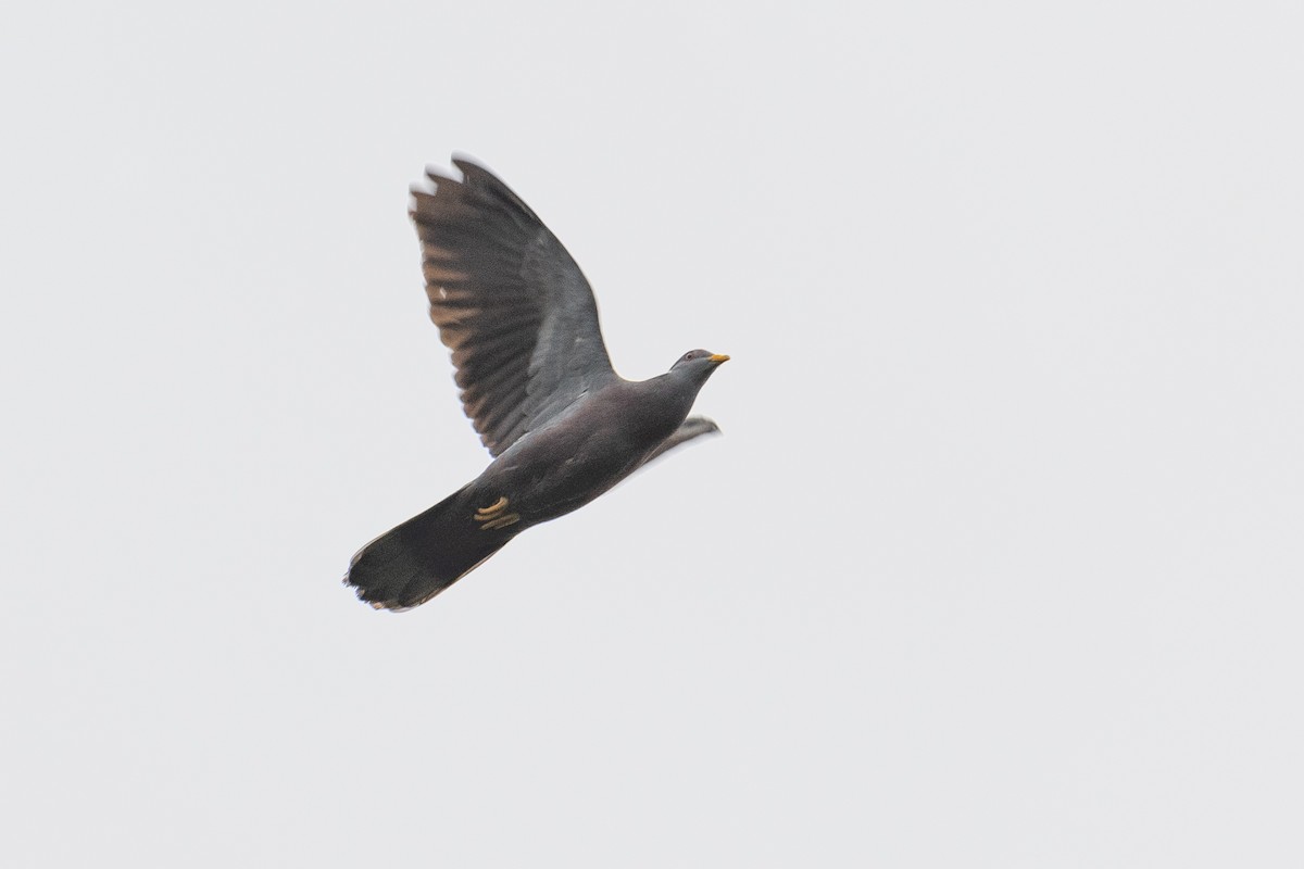 Band-tailed Pigeon - ML571512221