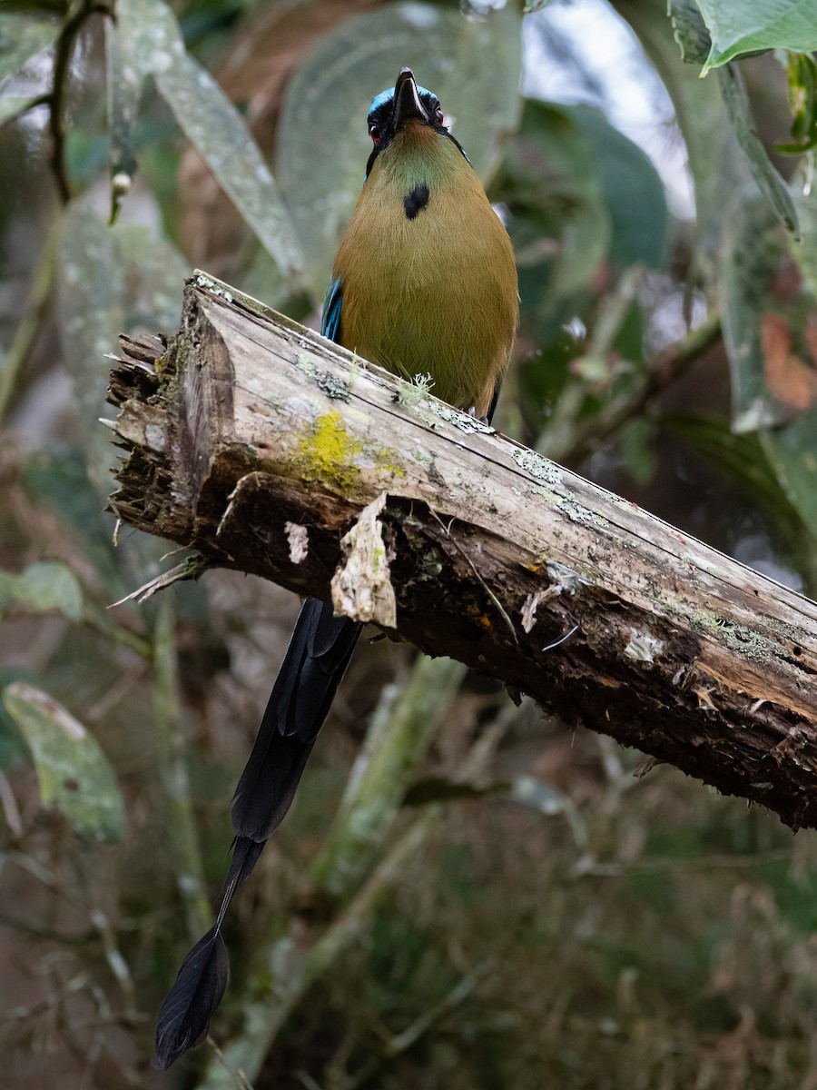 Andean Motmot - ML571512411