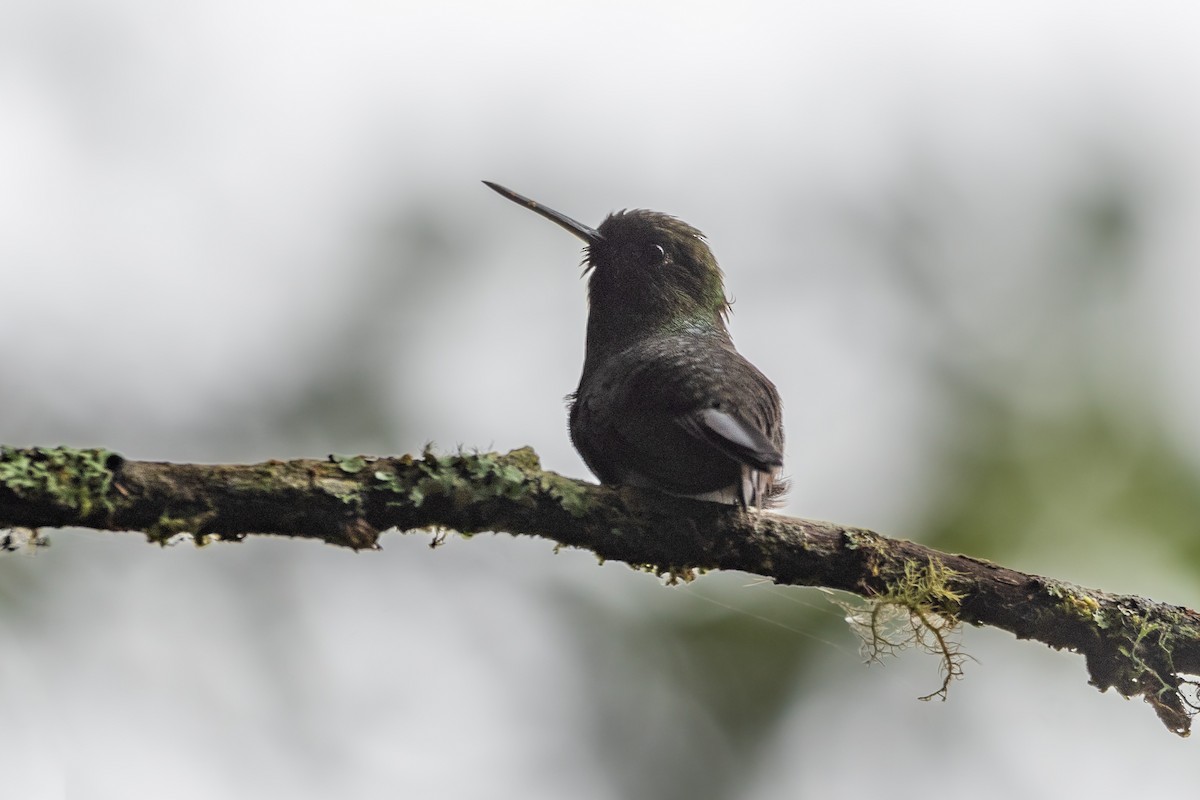 Greenish Puffleg - ML571512731