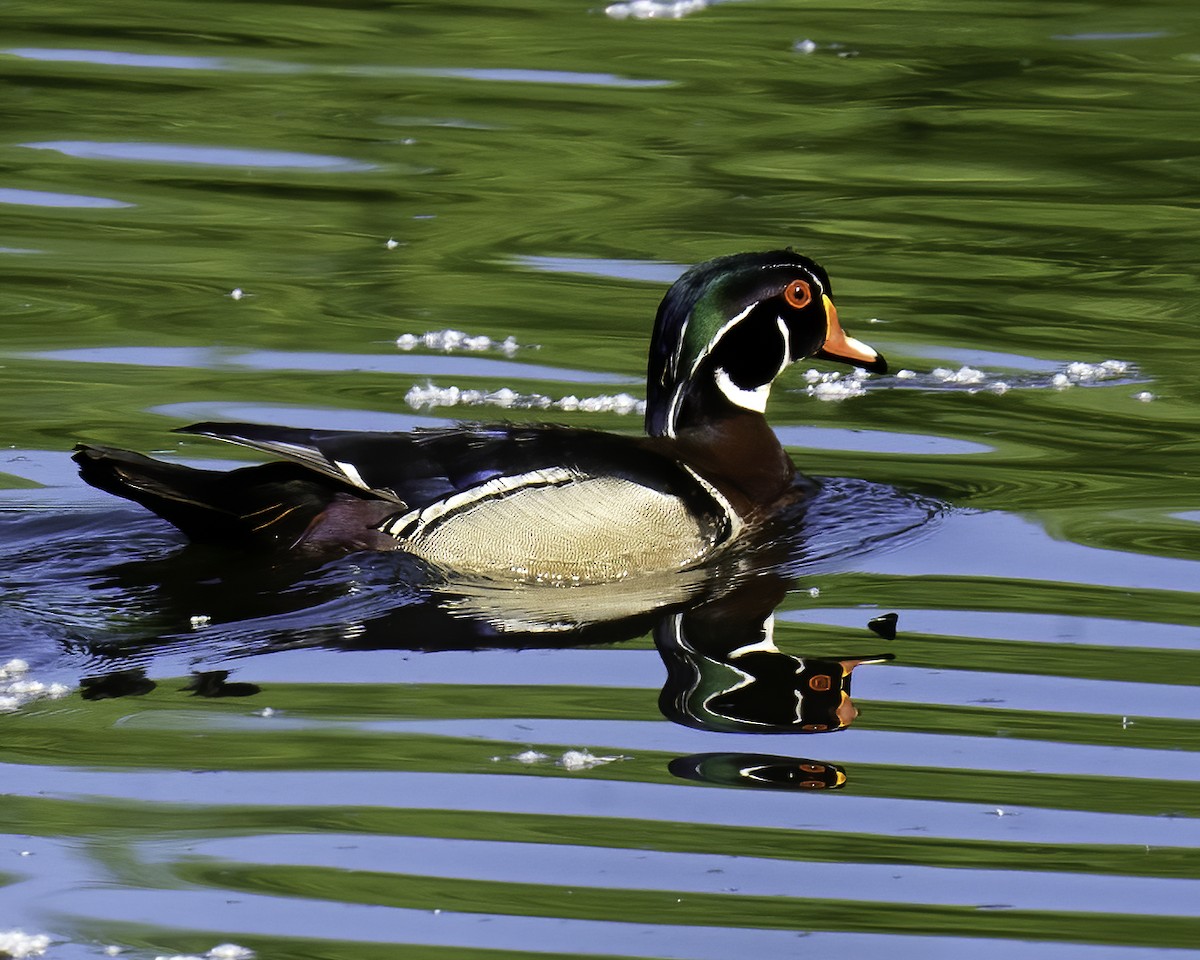 Wood Duck - ML571512821