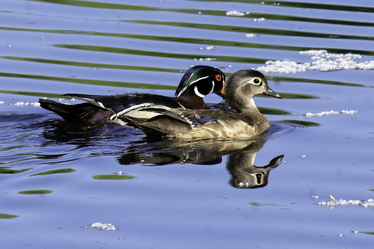 Wood Duck - ML571512831