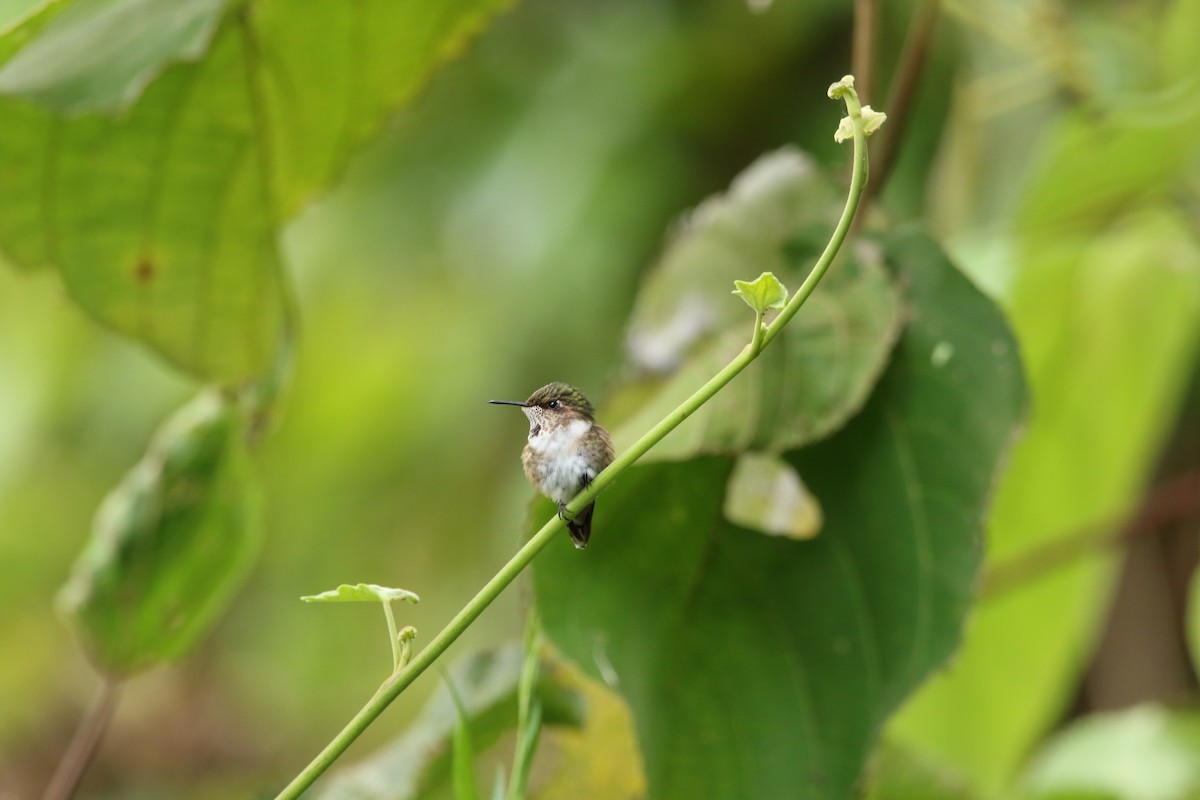 Volcano Hummingbird - ML571513291