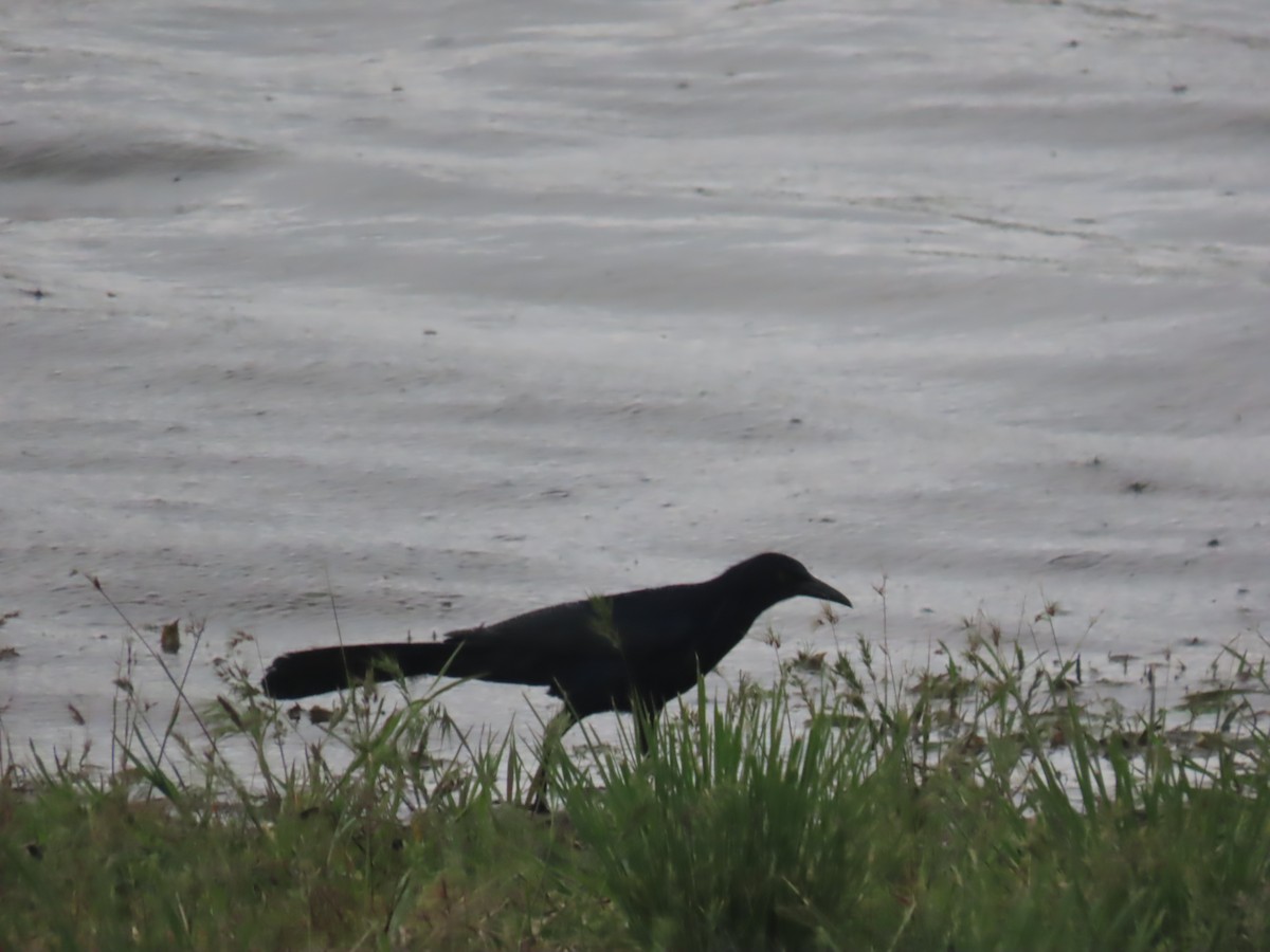Great-tailed Grackle - ML571514031