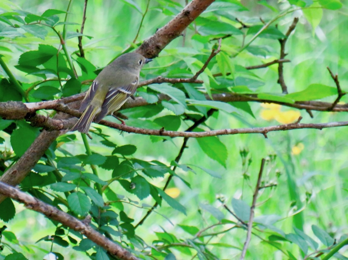 Ruby-crowned Kinglet - ML571514211