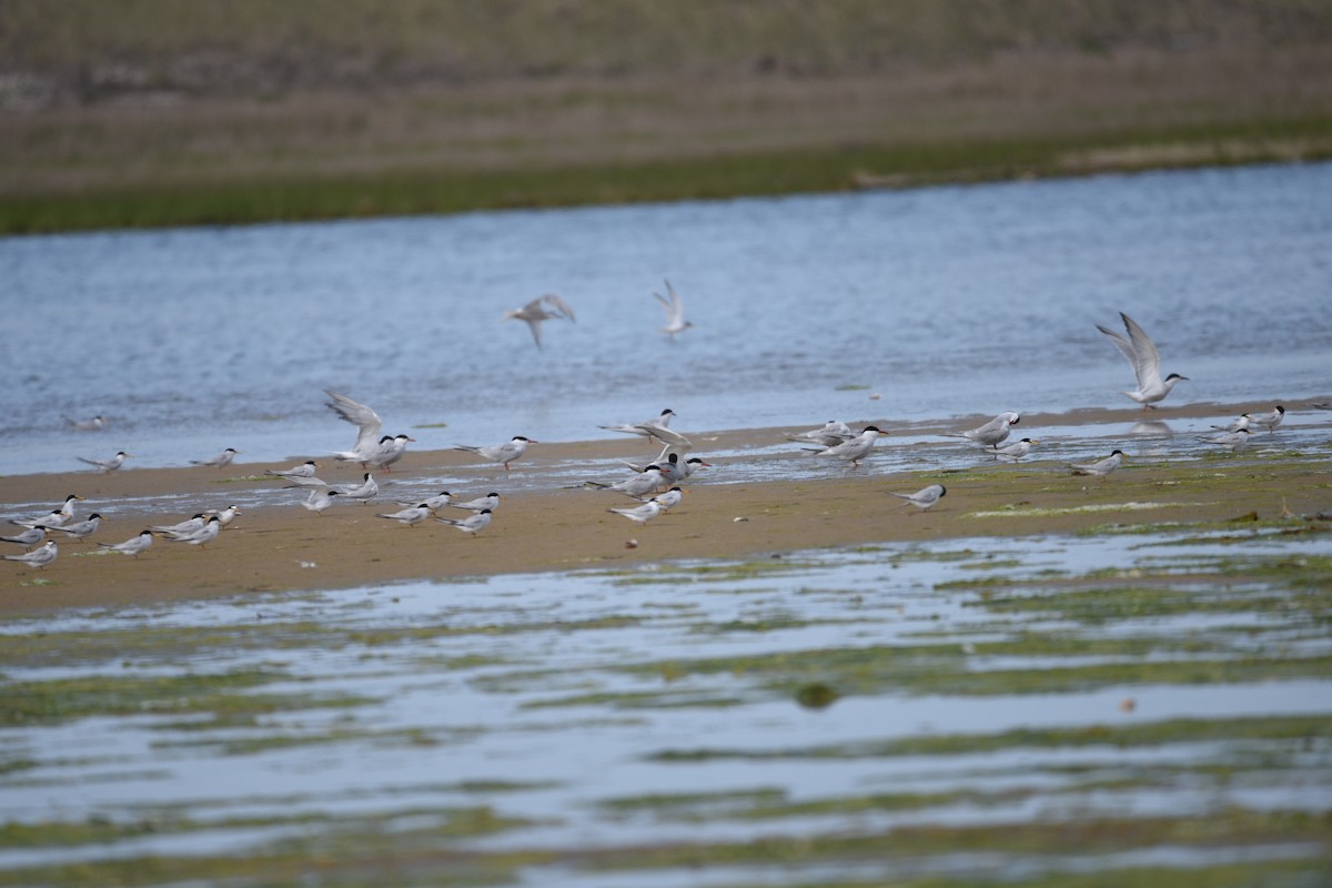 Least Tern - ML571514671