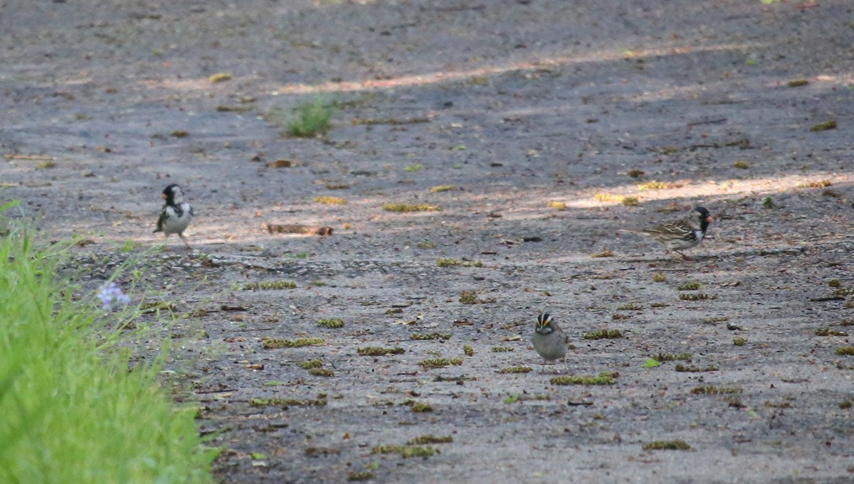 White-throated Sparrow - ML571514731