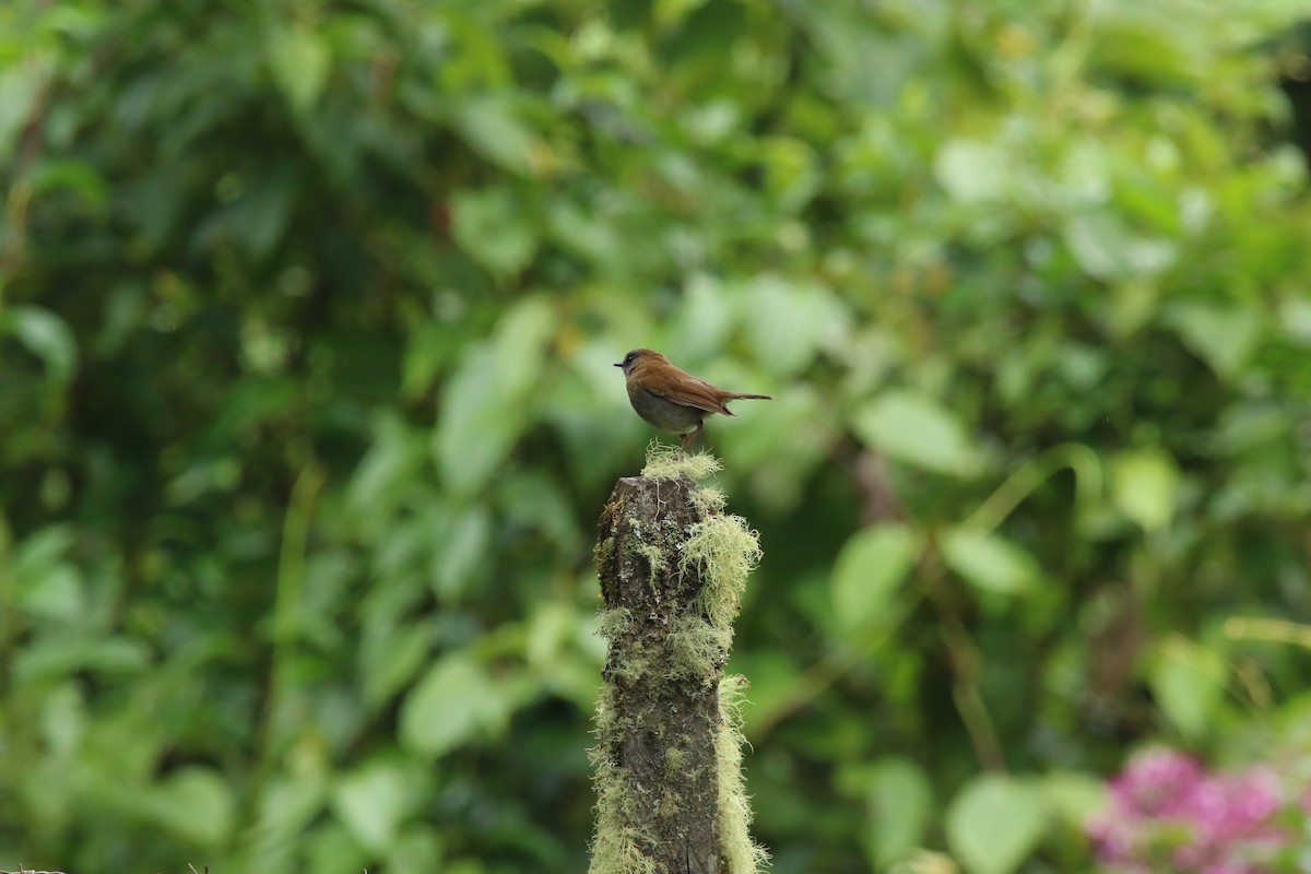 Black-billed Nightingale-Thrush - ML571515051