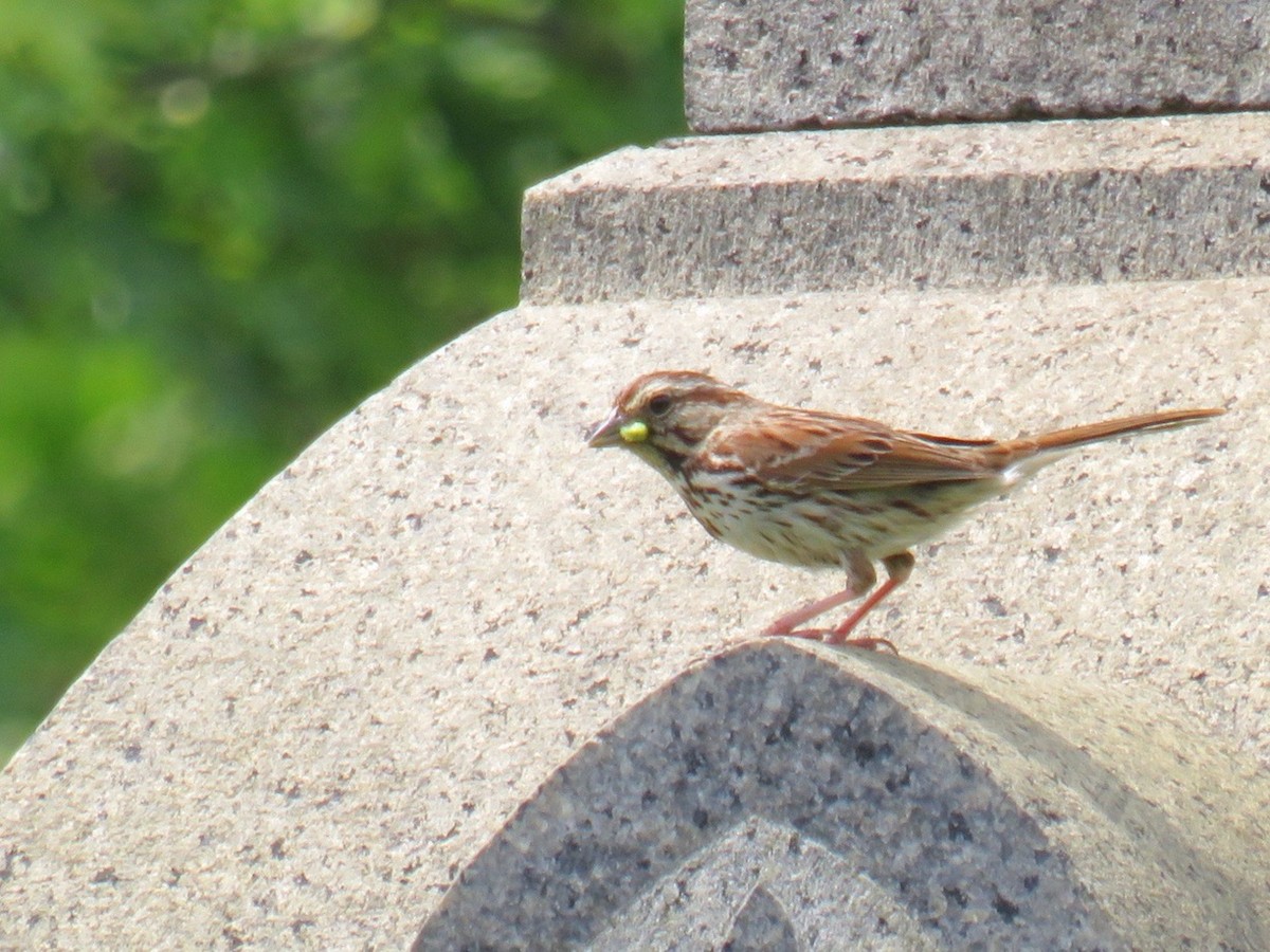 Song Sparrow - ML571515211