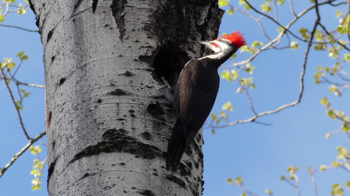 Pileated Woodpecker - ML571515371