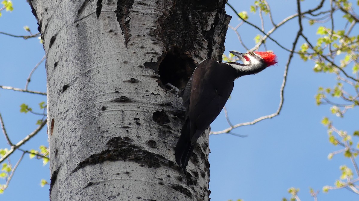 Pileated Woodpecker - ML571515391