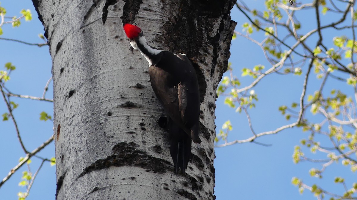 Pileated Woodpecker - ML571515401