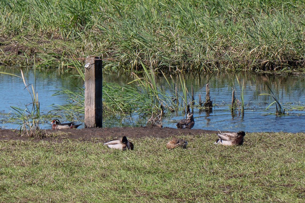 American Wigeon - ML571516251