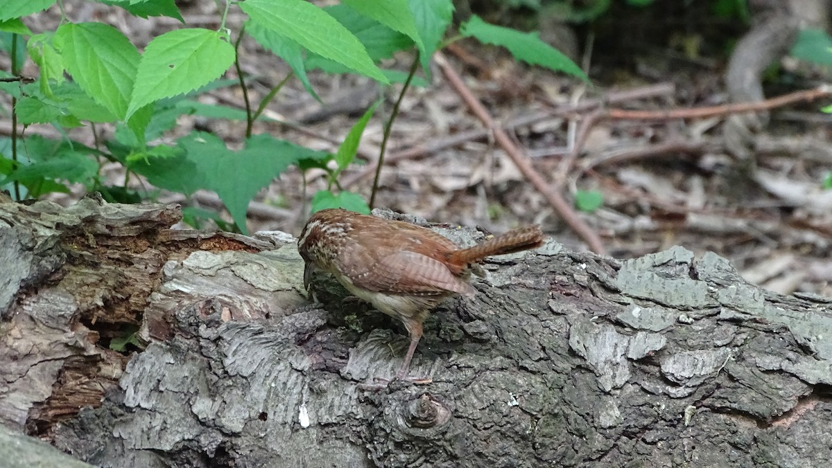 Carolina Wren - ML571516291