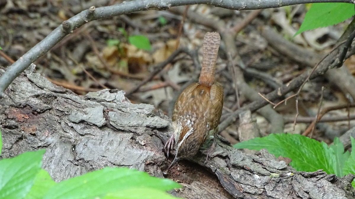 Carolina Wren - ML571516301