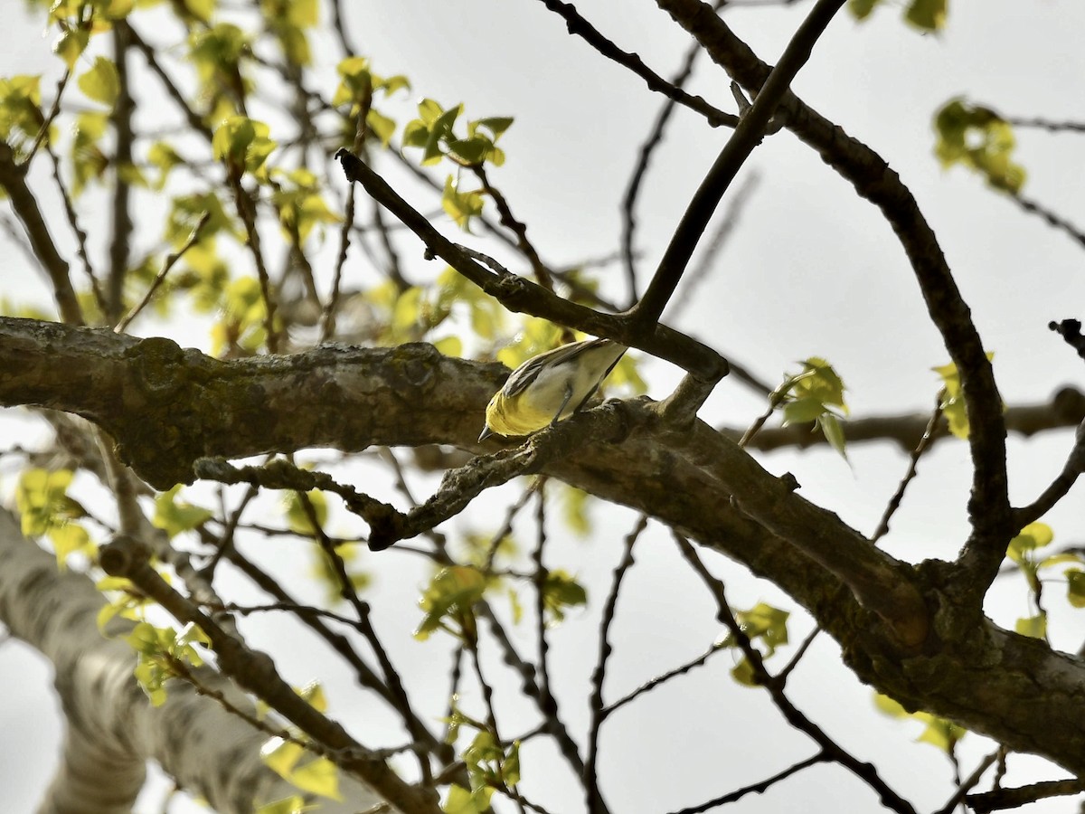 Yellow-throated Vireo - ML571516431