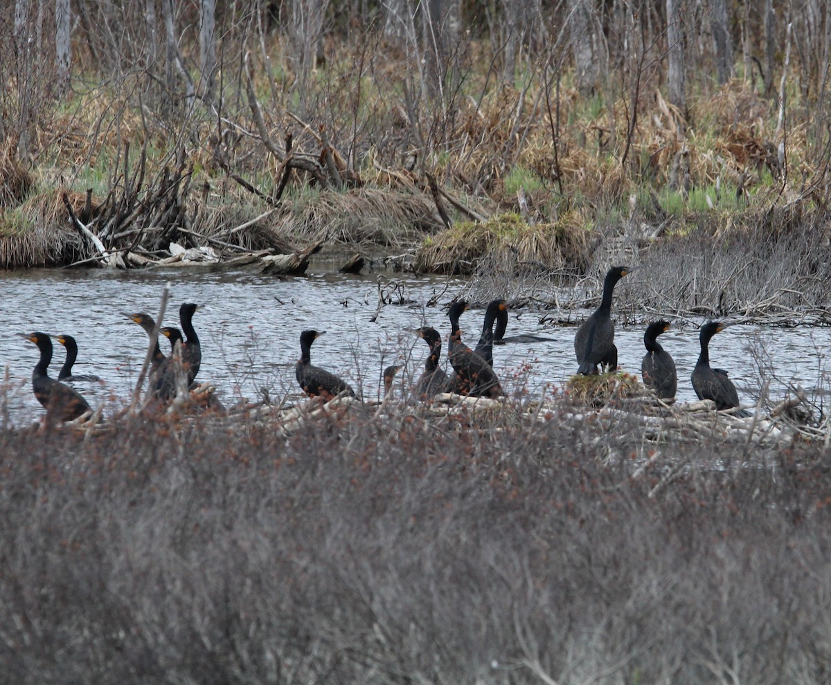 Double-crested Cormorant - ML571518111