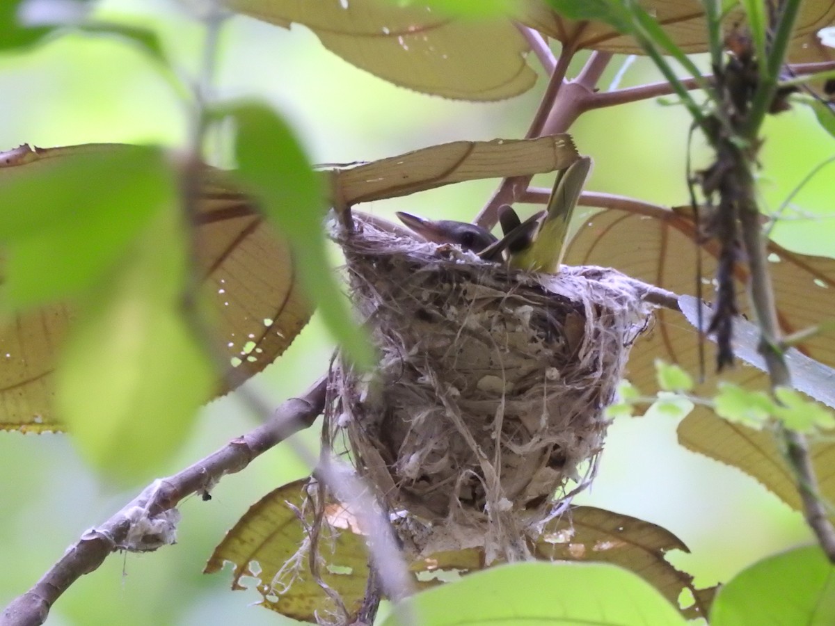 Yellow-green Vireo - ML571518301