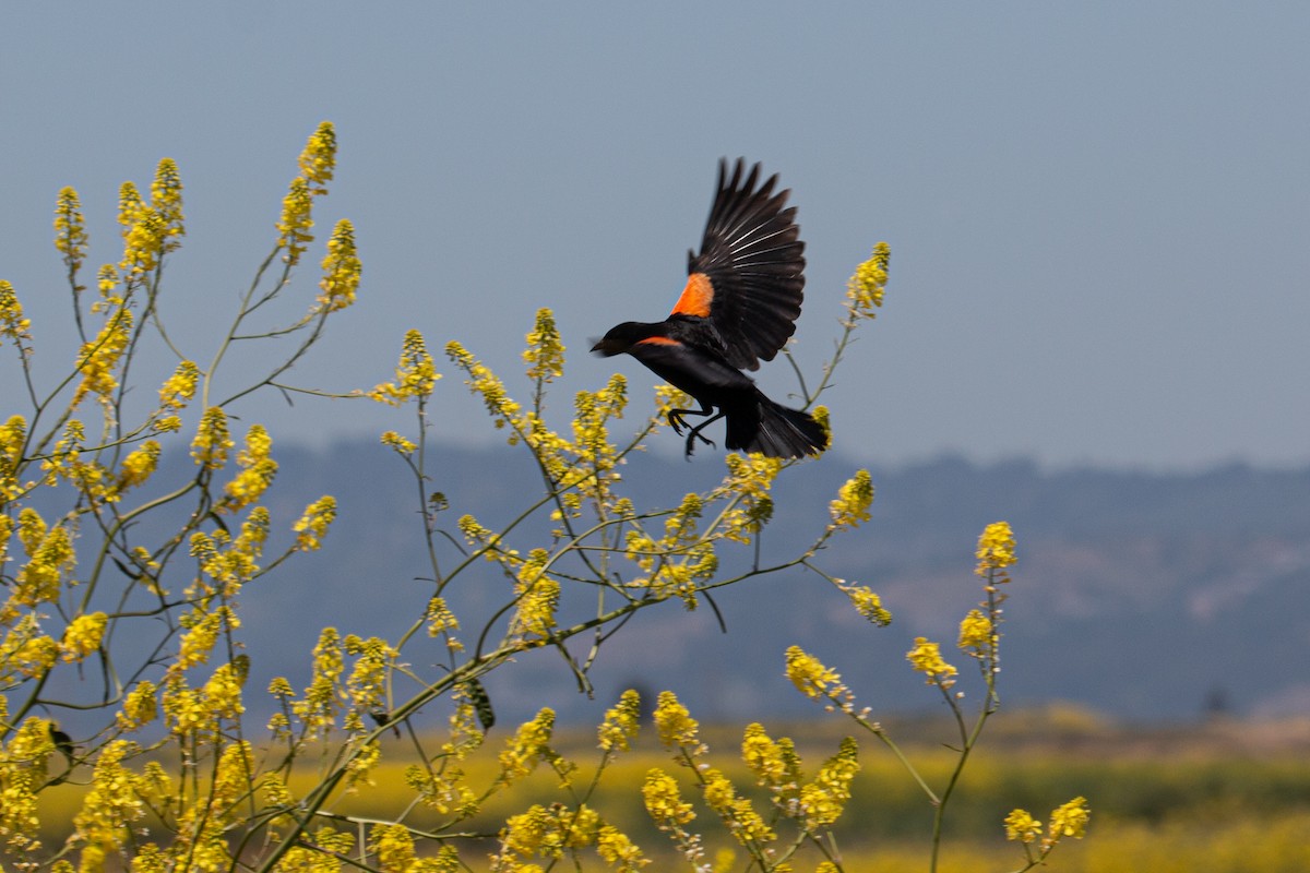 Red-winged Blackbird (California Bicolored) - Katie Sanborn