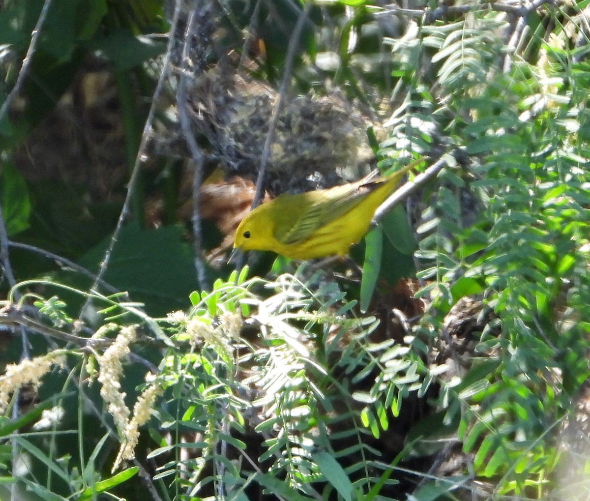 Yellow Warbler - Mary Tannehill