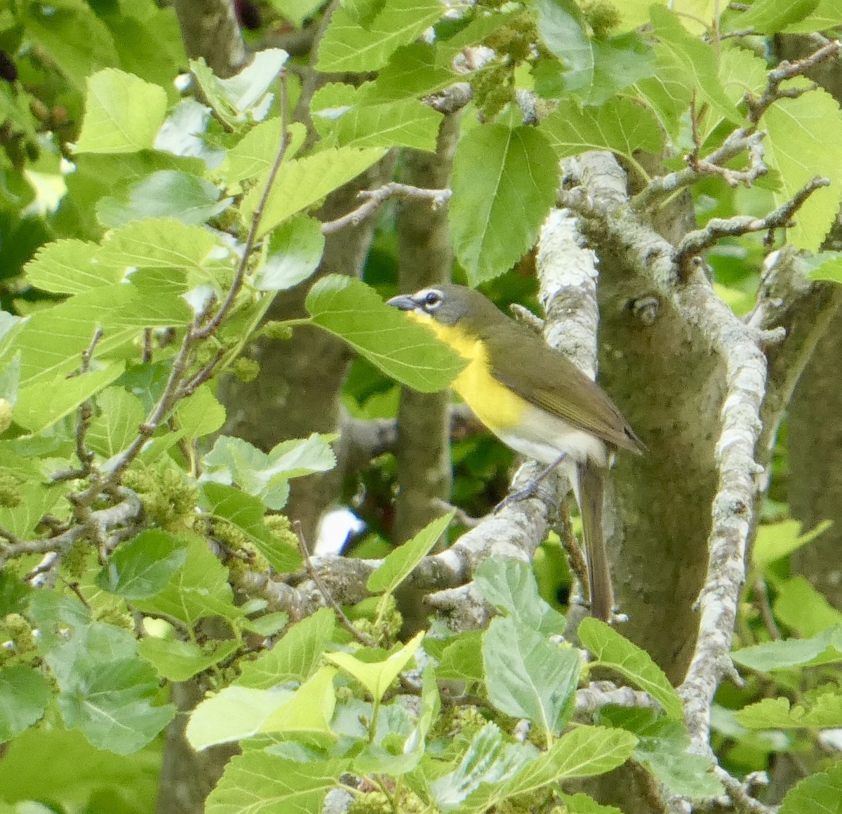 Yellow-breasted Chat - ML571518581