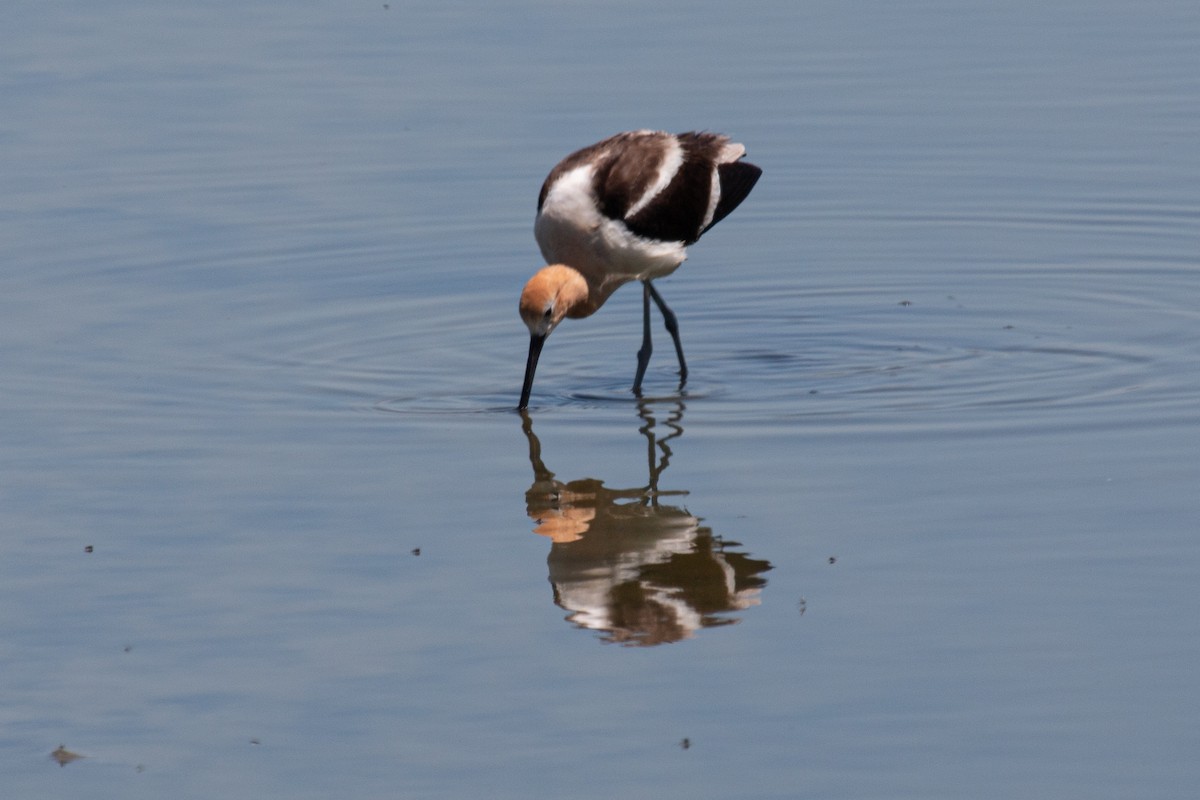 American Avocet - Katie Sanborn