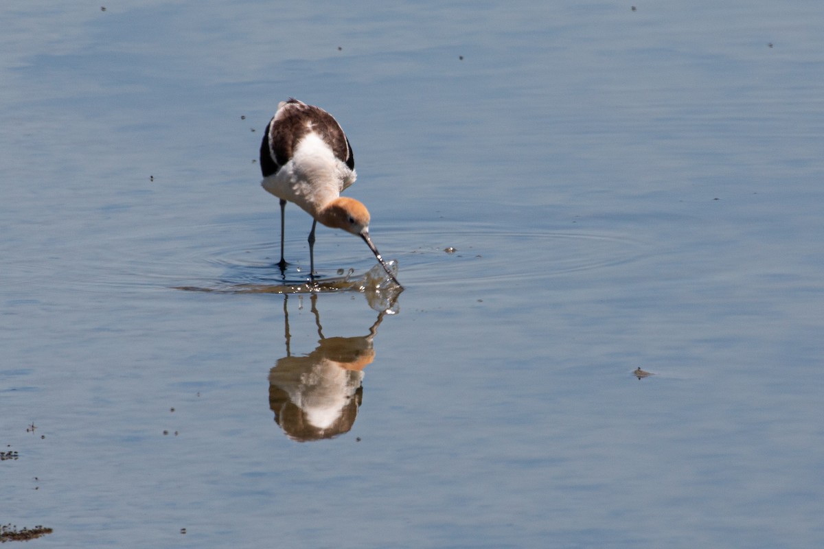 American Avocet - Katie Sanborn